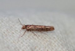 Ypsolopha ustella