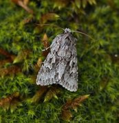 Vivendelfly (Xylocampa areola)