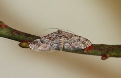 Knoppmåler (Gymnoscelis rufifasciata)
