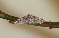 Double-striped Pug (Gymnoscelis rufifasciata)