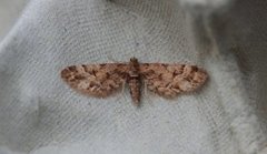 Spissvingedvergmåler (Eupithecia lanceata)