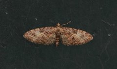 Vårdvergmåler (Eupithecia abbreviata)