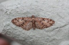 Vårdvergmåler (Eupithecia abbreviata)