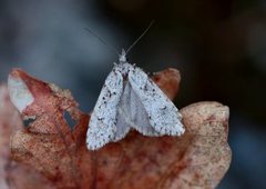 March Tubic (Diurnea fagella)