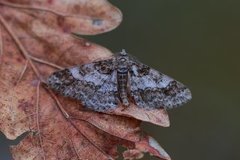 Ringed Carpet (Cleora cinctaria)