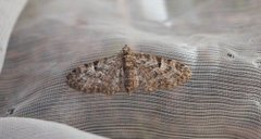 Oak-tree Pug (Eupithecia dodoneata)