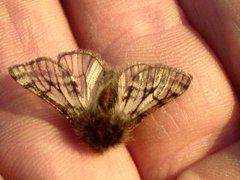 Rannoch Brindled Beauty (Lycia lapponaria)