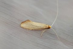 Large Long-horn (Nematopogon swammerdamella)