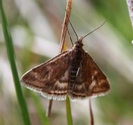 Straw-barred Pearl (Pyrausta despicata)