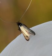 Green Long-horn (Adela reaumurella)