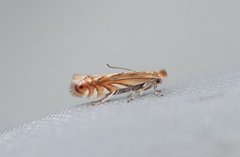 Phyllonorycter quercifoliella