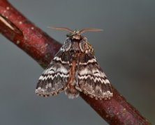 Lys eiketannspinner (Drymonia ruficornis)