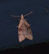 Common Tortrix (Capua vulgana)