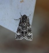 Ospekveldfly (Acronicta megacephala)