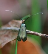 Green Long-horn (Adela reaumurella)