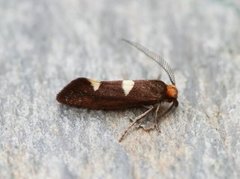 Feathered Bright (Incurvaria masculella)