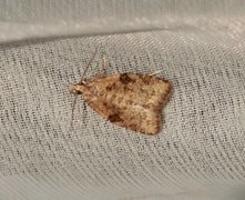 Common Tortrix (Capua vulgana)