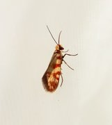 Red-barred Gold (Micropterix tunbergella)