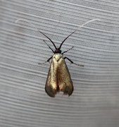 Green Long-horn (Adela reaumurella)