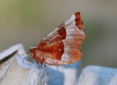 Praktmånemåler (Selenia tetralunaria)