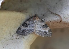 Small Seraphim (Pterapherapteryx sexalata)