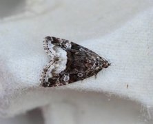 Marbled White Spot (Deltote pygarga)
