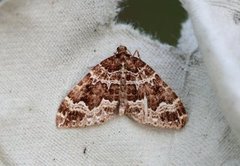 Water Carpet (Lampropteryx suffumata)