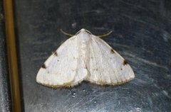 White-pinion Spotted (Lomographa bimaculata)