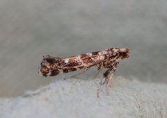 Lilac Leafminer (Gracillaria syringella)