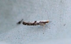 Apple Fruit Moth (Argyresthia conjugella)