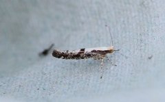 Rognebærmøll (Argyresthia conjugella)