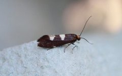 Feathered Bright (Incurvaria masculella)
