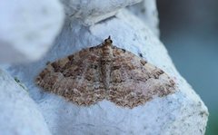 Scarce Tissue (Rheumaptera cervinalis)