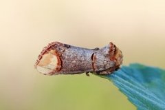 Oksehodespinner (Phalera bucephala)