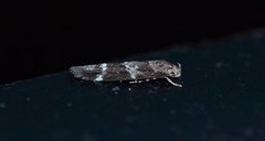 Kentish Cosmet (Mompha sturnipennella)