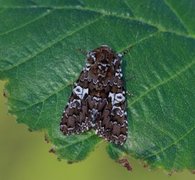 Kystnellikfly (Hadena albimacula)