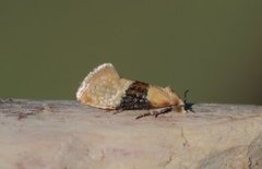 Vine Moth (Eupoecilia ambiguella)