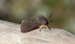 Muslin Moth (Diaphora mendica)