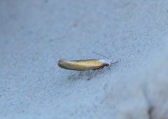Bronze Argent (Argyresthia arceuthina)