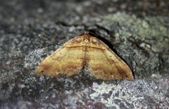 Shoulder-stripe (Anticlea badiata)