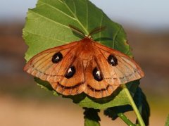 Naglespinner (Aglia tau)