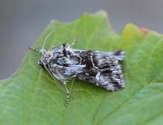 Toadflax Brocade (Calophasia lunula)