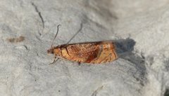 Honeysuckle Bell (Eucosmomorpha albersana)