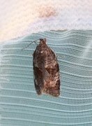 Dark-barred Tortrix (Syndemis musculana)