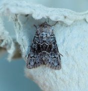 Broad-barred White (Hecatera bicolorata)