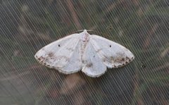 Clouded Silver (Lomographa temerata)