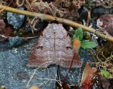 Kalkvikkefly (Lygephila viciae)