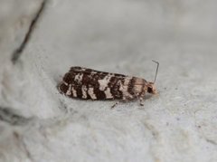 Common Spruce Bell (Epinotia tedella)