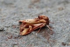 Tannet perikumfly (Actinotia polyodon)