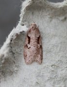 Dawn Flat-body (Semioscopis steinkellneriana)